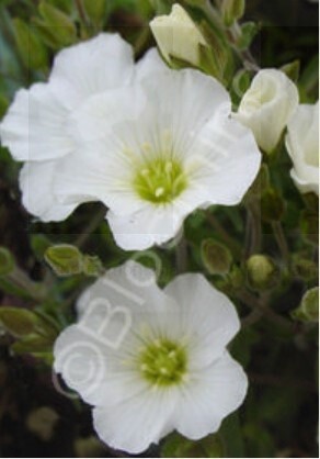 Mountain Arenaria 4&quot;