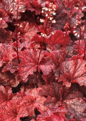 Heuchera Cajun fire 1 gal