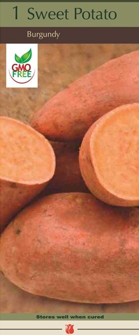 Sweet Potato Burgundy