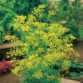 Dill &#39;Bouquet&#39; ORG 4&quot;