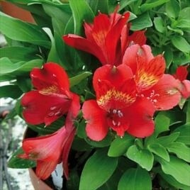 Alstroemeria &#39;Inticancha Doba&#39;