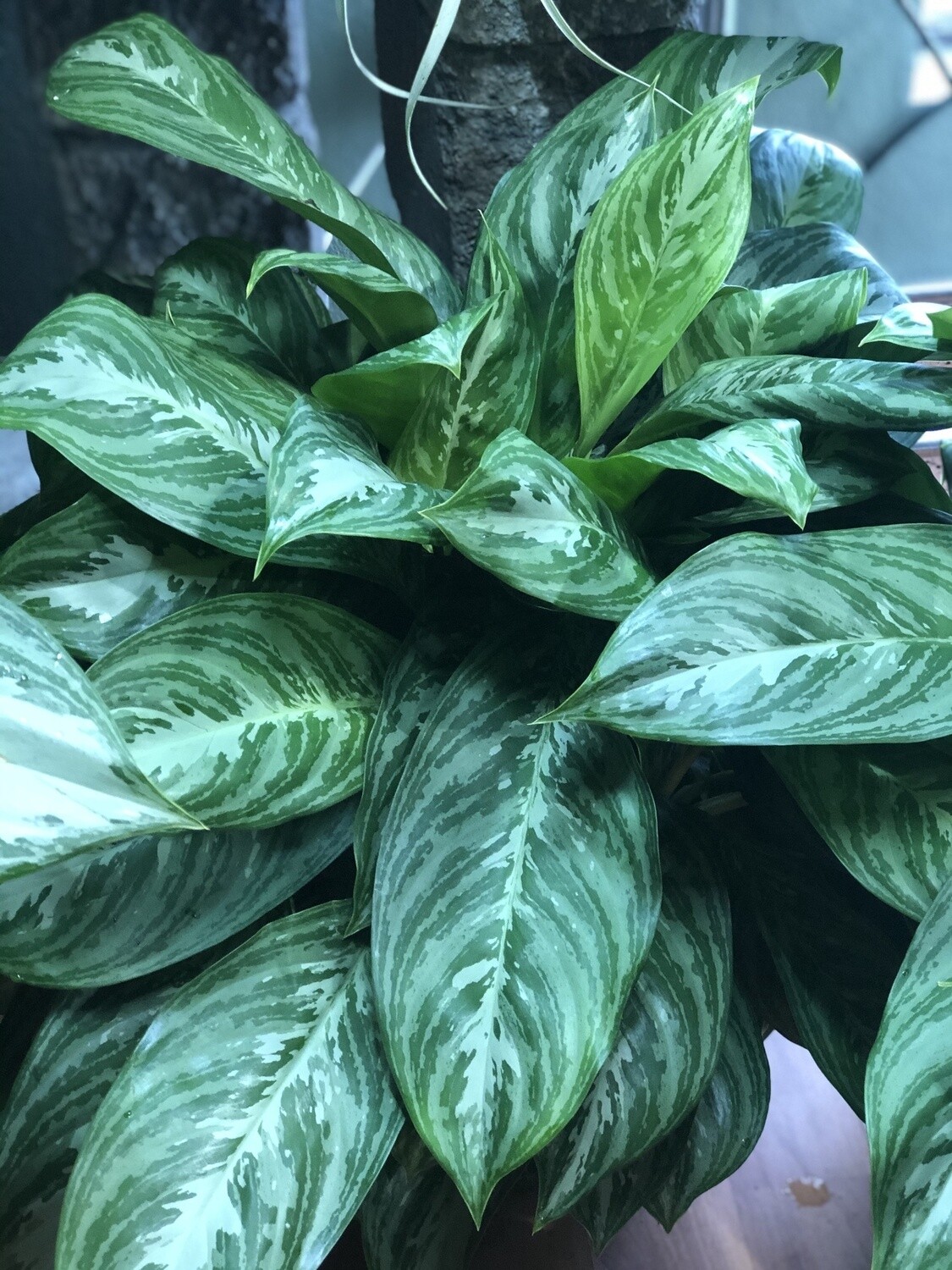 Chinese Evergreen Moonlight 10&quot;
