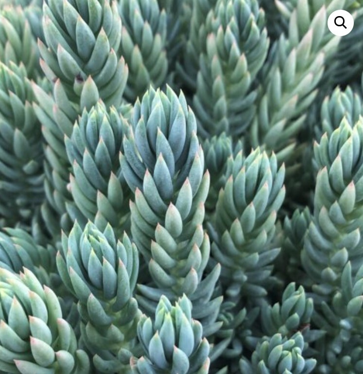 Sedum Spanish Blue 4&quot;