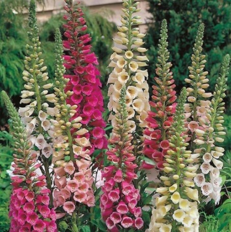 Foxglove Foxy mix 4&quot;