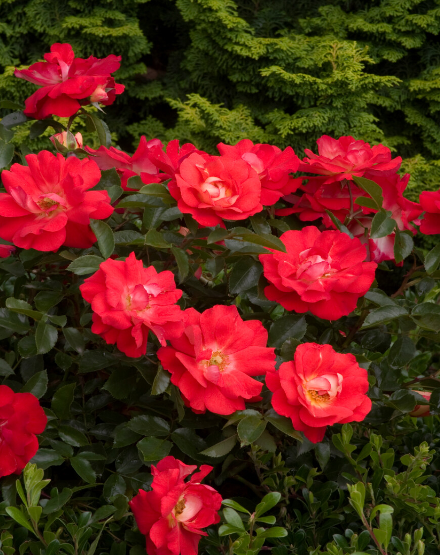 Rose Caramba Red 2 gal