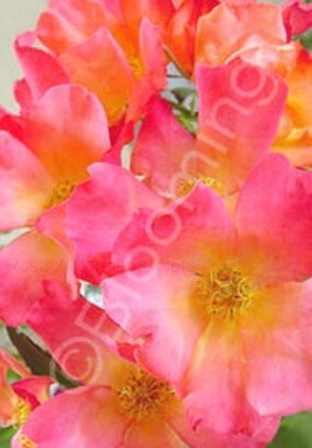 Rose Morning Colors 1 gal