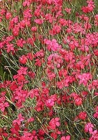 Dianthus Flashing lights 4"