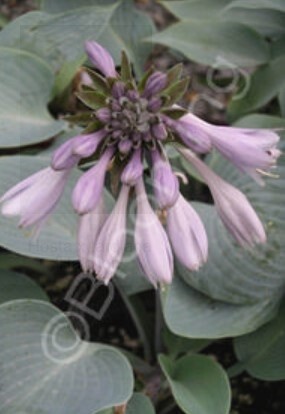 Hosta Halcyon 1 gal