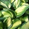 Hosta Great Expectations 1 gal