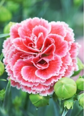 Dianthus &#39;Scent First Coral Reef QT