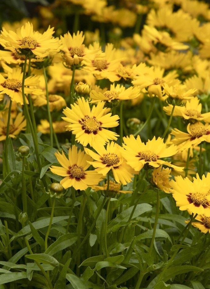 Coreopsis Birght touch 1 gal