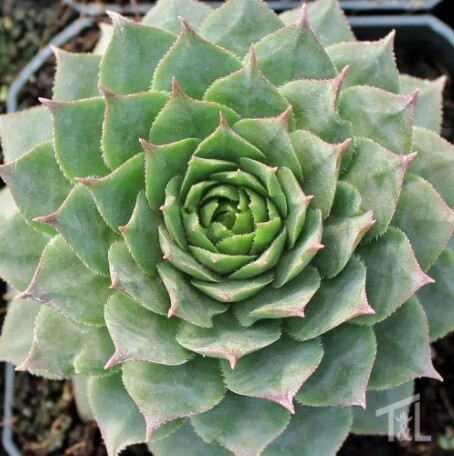 Sempervivum &#39;Kalinda&#39; 4&quot;