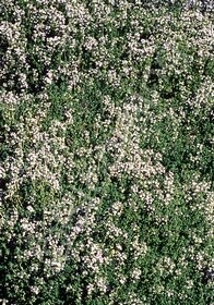 Thyme Lavender  4&quot;