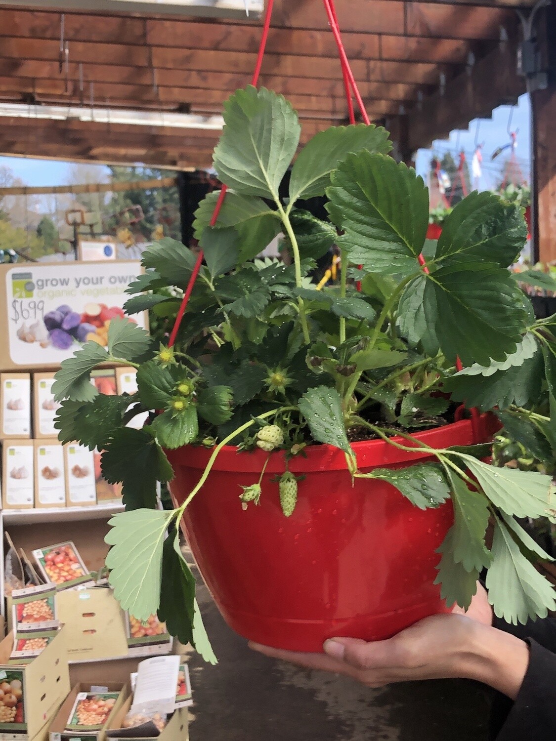 Strawberry Basket 12&quot;