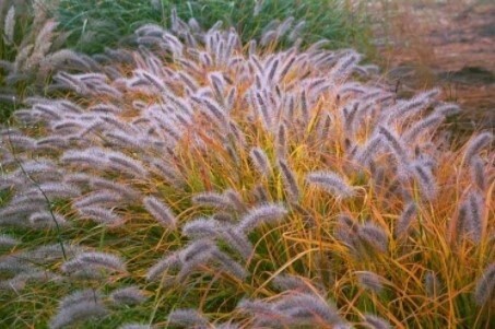 Pennisetum &#39;Moudry&#39; 1 gal