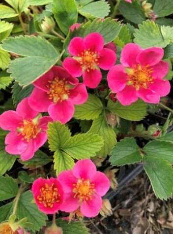 Fragaria 'Lila Diamond' 4"