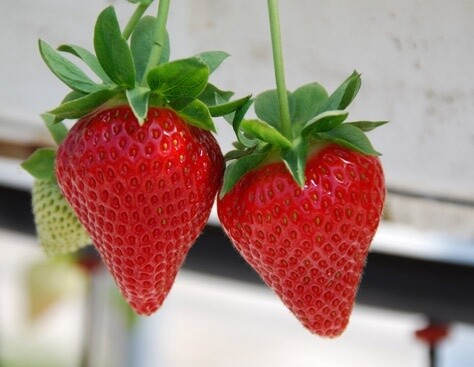 Strawberry 'Sweet Ann' Everbearing 4"