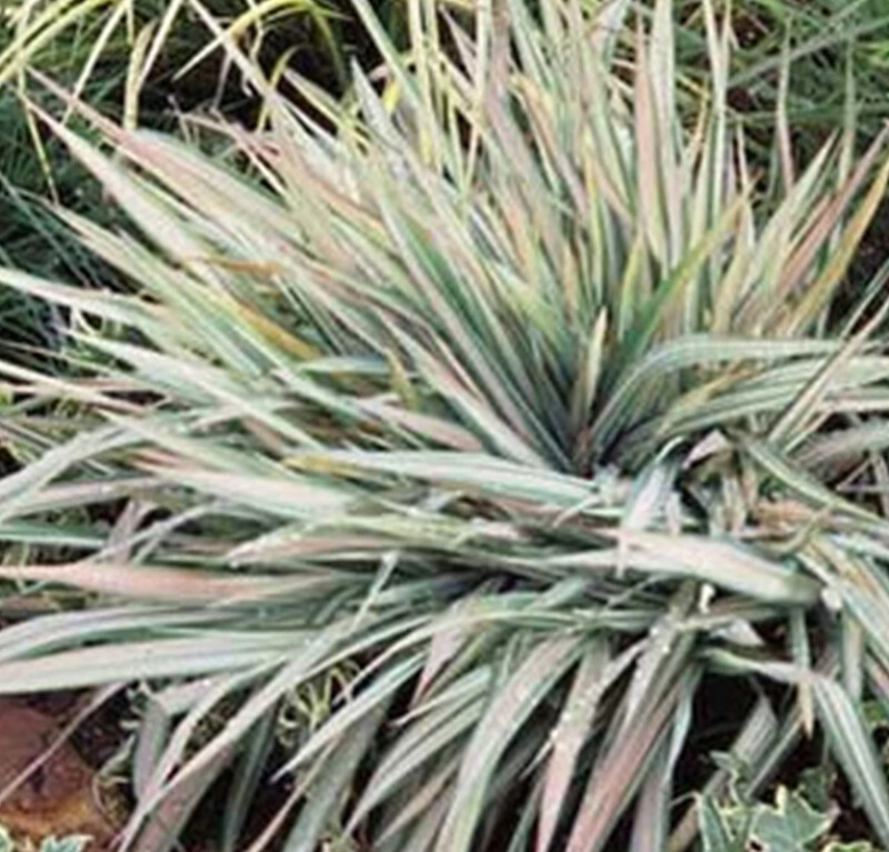 Dwf Garters Ribbon grass1 gal