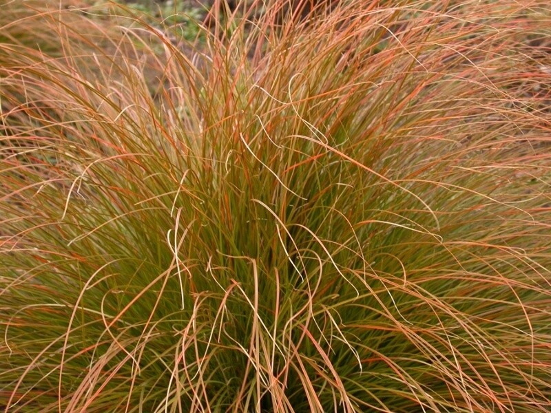 Carex Autumn Sedge 4&quot;