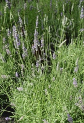 Lavender Provence 1 gal
