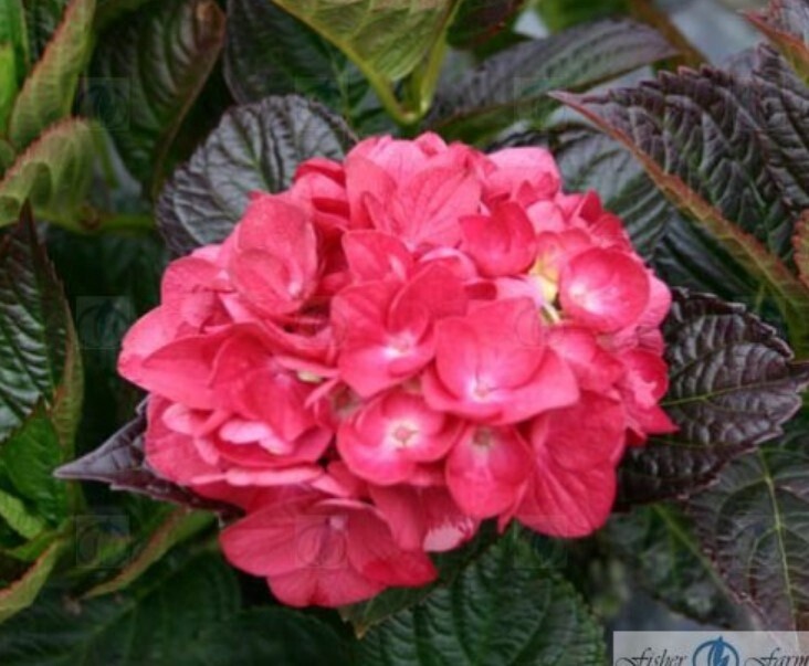 Hydrangea Color Fantasy 2 gal