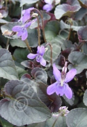 Labrodor Violet 4&quot;