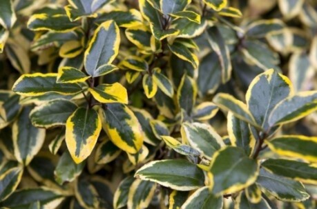 Elaeagnus Gilt Edge 2 gal
