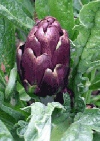 Artichoke Violetta qt