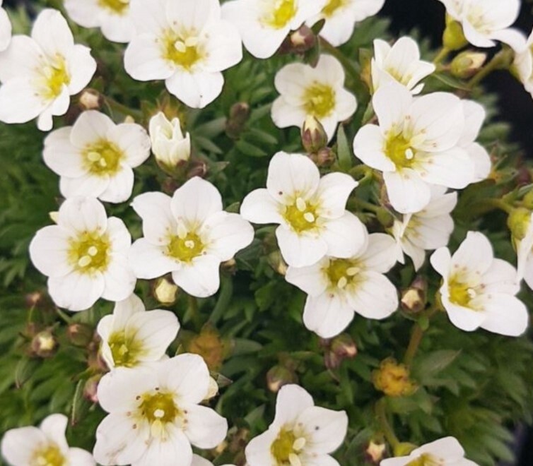 Saxifraga Marto White 4&quot;
