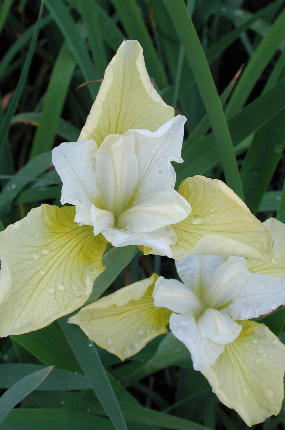 Iris ButterSugar 1 gal