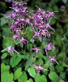 Epimedium Lilafee 4&quot;