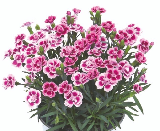 Dianthus Pink Kisses QT