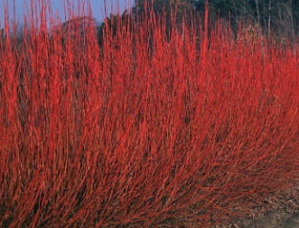 Red Twig Dogwood Cardinal 1 gal