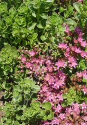 Sedum John Creech 4&quot;