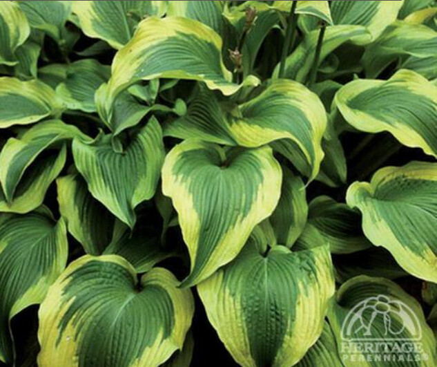 Hosta Atlantis 4&quot;