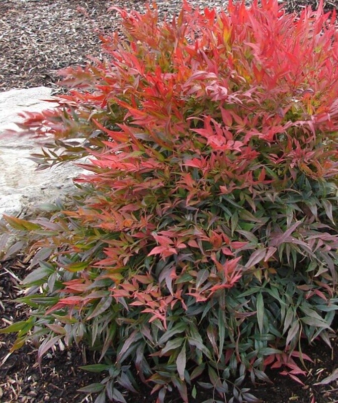 Nandina Tuscan Flame 2 gal