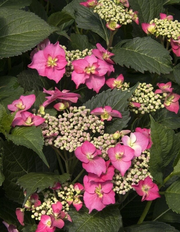 Hydrangea Cape May 2 gal