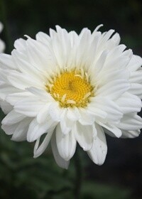Shasta Daisy VictorianSecret QT