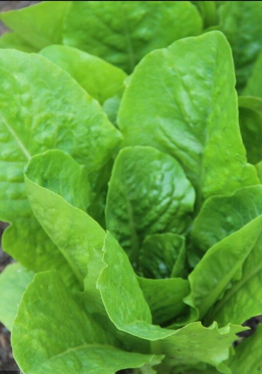 Lettuce ParrisIsland ORG Pak