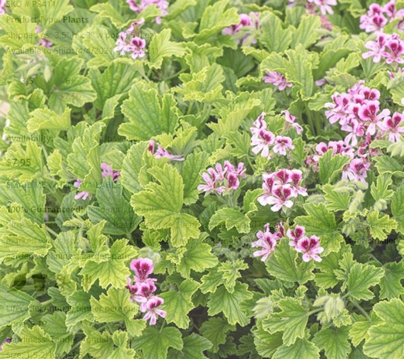 Scented Geranium Orange Fizz #1