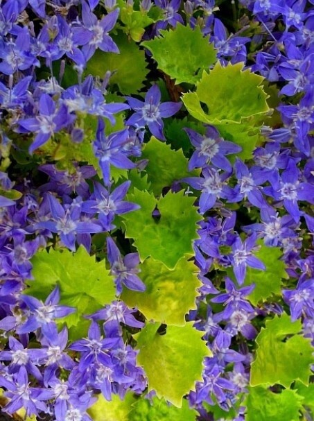 Campanula Gold QT