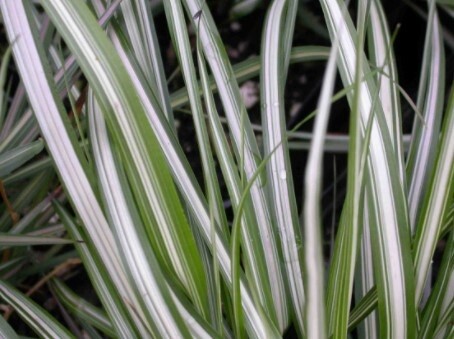 Calamagrostis Avalanche 1 gal