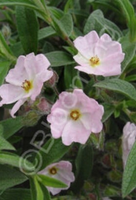 Cistus Skanbergii 1 gal