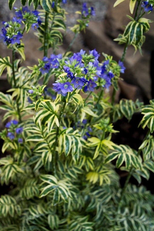 Variegated Jacob&#39;s Ladder 1 gal