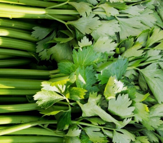 Celery Leaf 4&quot;