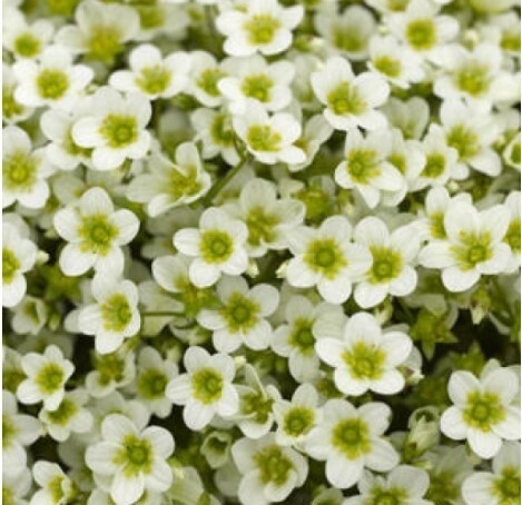 Saxifraga Early Lime QT