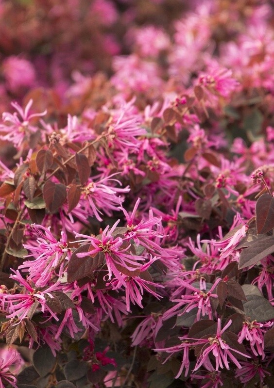 Loropetalum Sizzle Pink 2 Stk