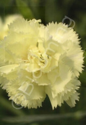 Dianthus Golden Sun 4&quot;