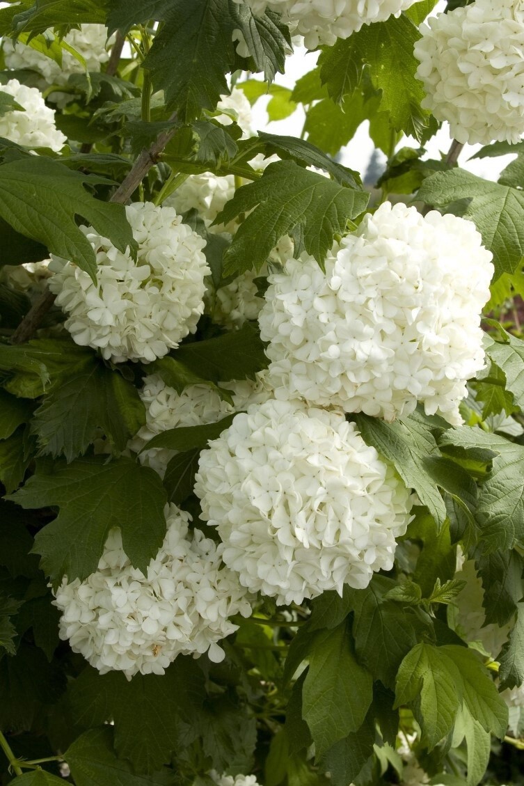 Eastern Snowball 2 gal