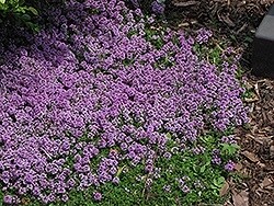 Thyme purple carpet  4"